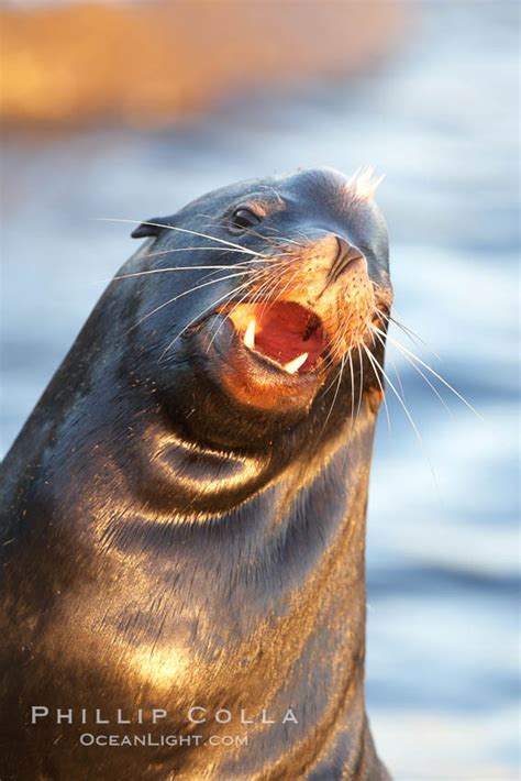 California sea lion, Zalophus californianus, Monterey, #21571