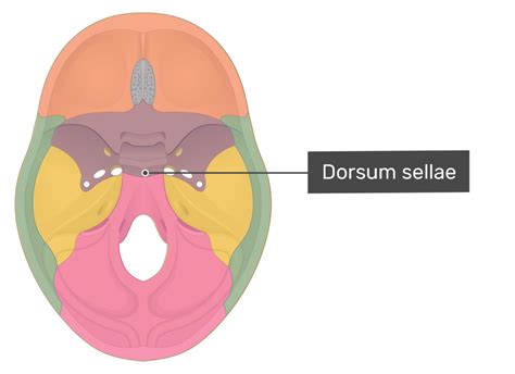 Dorsum Sellae