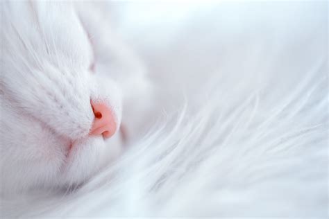 Napping..... | A Turkish Van cat @ sleep | Pasi Mämmelä | Flickr