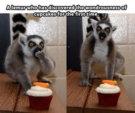 15 Lemur Memes That Will Make Your Wednesday So much Better | Animaux amusants, Photo drole ...