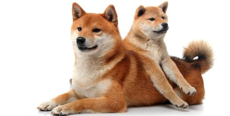 How Much To Feed A Shiba Inu Puppy | Shiba Inu Feeding Chart