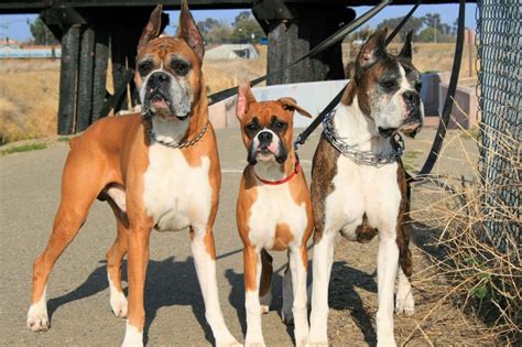 7 Colors and Types of the Boxer Dog Explained (With Pictures)