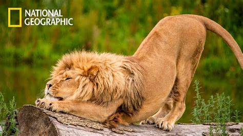 African Lions - Lion Pride Documentary | National Geographic ...