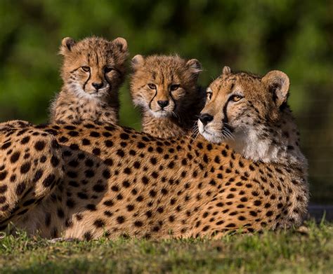 African cheetah | San Diego Zoo Wildlife Explorers