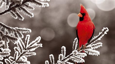 Winter Animals Desktop Wallpapers - Top Free Winter Animals Desktop Backgrounds - WallpaperAccess