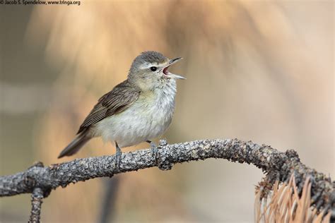 Warbling Vireo 1