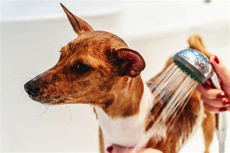 Expert Tips for Grooming Your Dog at Home | Pet BLoG