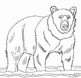 Brown Bear Printables  Coloring Home sketch template