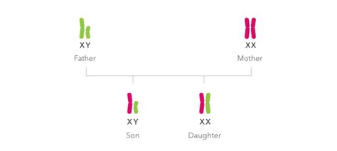 DNA Relatives: Detecting Relatives and Predicting Relationships ...