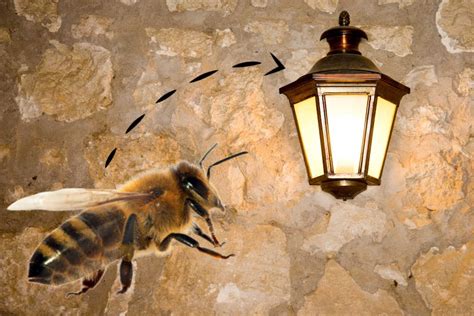 Are Honey Bees Attracted To Light? Bee Professor