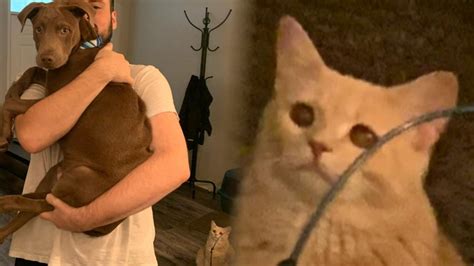 Cat Looking at Man Holding Dog | Know Your Meme