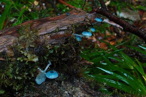 P5071444[2] Mycena interrupta. | Mycena interrupta. Philosop… | Flickr