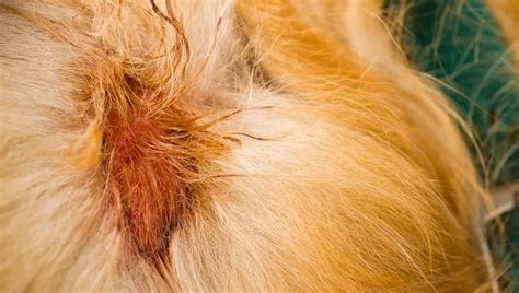 Eczema In Dogs: Symptoms, Causes, & Treatments - DogTime