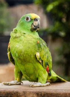 Free Images : macaws, birds, nature, animals, colors, bird, beak, macaw, parrot, green, budgie ...