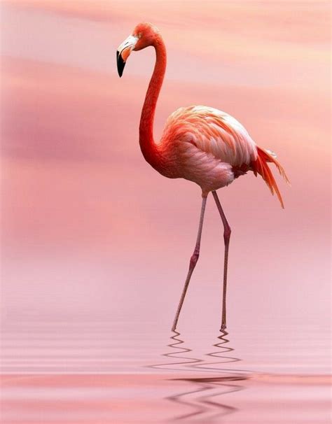 "So very beautiful" | Flamingos, Imagenes de flamencos, Animales de la ...