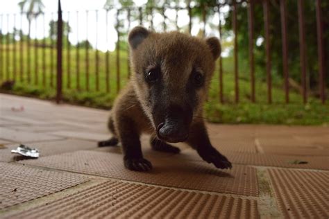 Discover The South American Coati (AKA The Ring-Tailed Coati) In Guyana! – Things Guyana