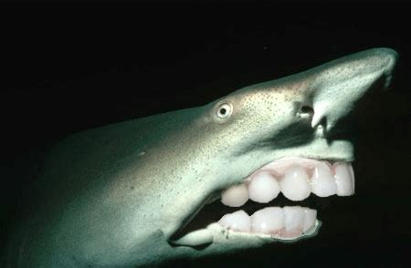 22 Sharks With Human Teeth Pictures That Are Just Ridiculous