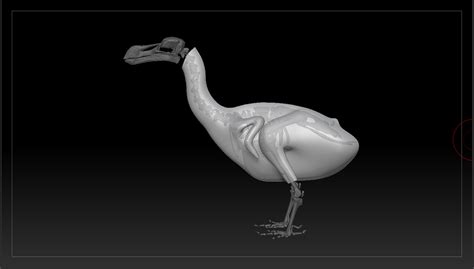 Dodo Reconstruction on Behance