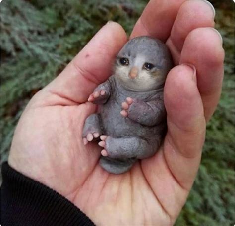 Little sad cat baby : r/sadcats