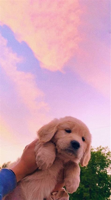 Aesthetic Puppy Wallpapers - Wallpaper Cave