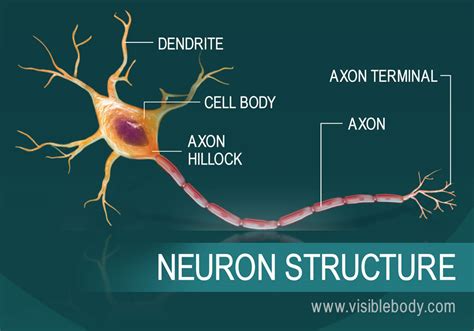 Anhvanyds - LUYỆN DỊCH: 1# The Story of Neurons