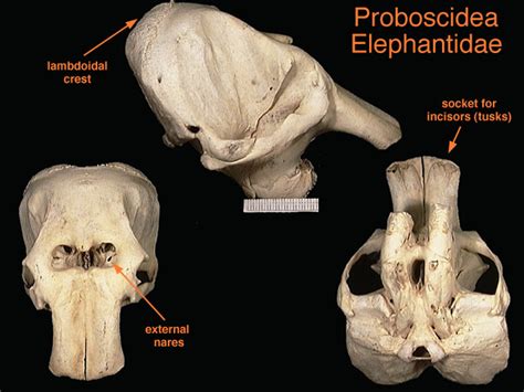 ADW: elephantidae.jpg