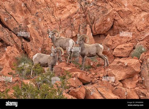 ; Desert Bighorn Sheep; Nevada Stock Photo - Alamy