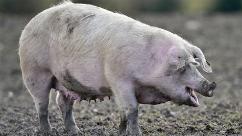 Scientists create the first ever human-pig hybrid - The Sunday Post