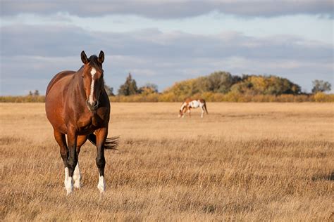 Equine education series returns - WCVM Today - Western College of ...