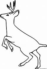 Simple Mule Deer Coloring Page Printable sketch template
