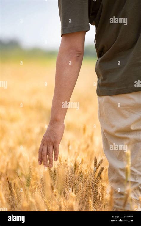 Farmer harvesting in wheat field Stock Photo - Alamy