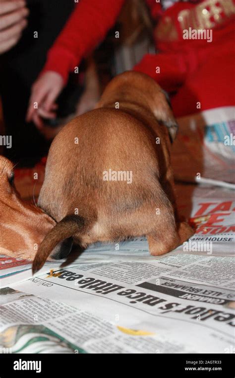 Miniature dachshund training hi-res stock photography and images - Alamy