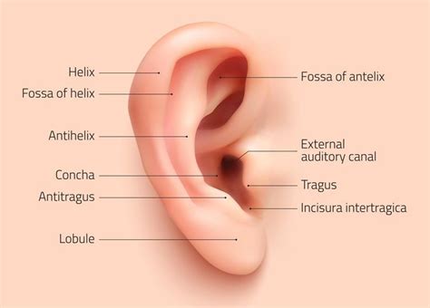 External Ear Diagram Labeled