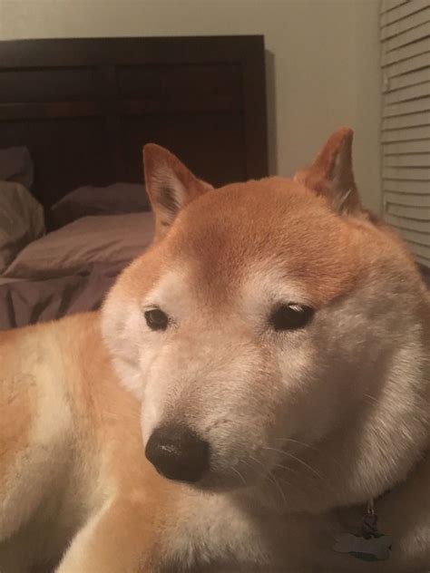 86+ Imgflip Sad Doge Meme Template