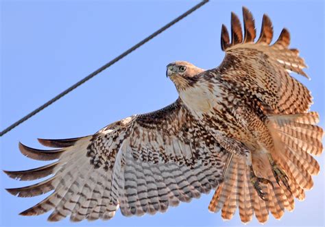 Red Tailed Hawk Eating Mouse