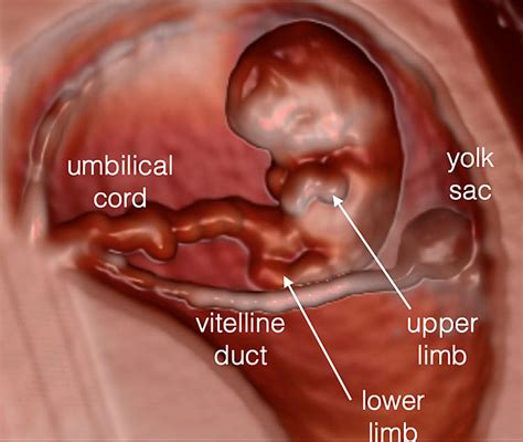 Vitelline Duct Ultrasound