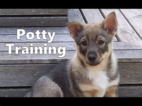 How To Potty Train A Swedish Vallhund Puppy - Swedish Vallhund Training ...