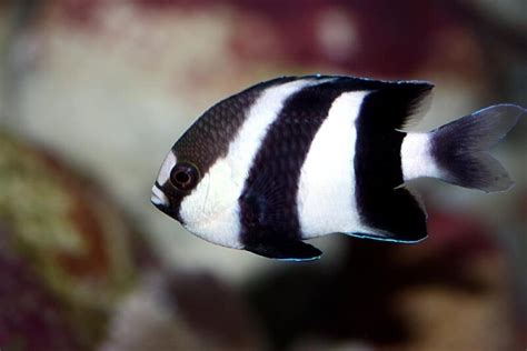 Damselfish Care Guide - Types, Breeding & More » Petsoid