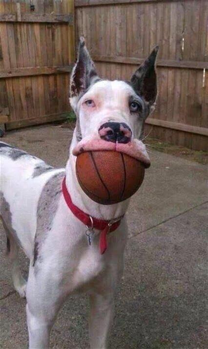 Dog holding basketball in mouth | Funny animal pictures, Cute animals, Cute dogs