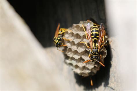 wasp nest removal - deBugged