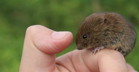 5 Best Vole Traps in 2024: Effective Humane & Killing Picks