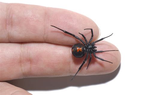 Black Widow Spider Bite Treatment : Boys Let Black Widow Bite Them In Hopes Of Turning Into ...