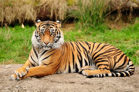 Bengal Tiger Wallpapers - Top Free Bengal Tiger Backgrounds - WallpaperAccess