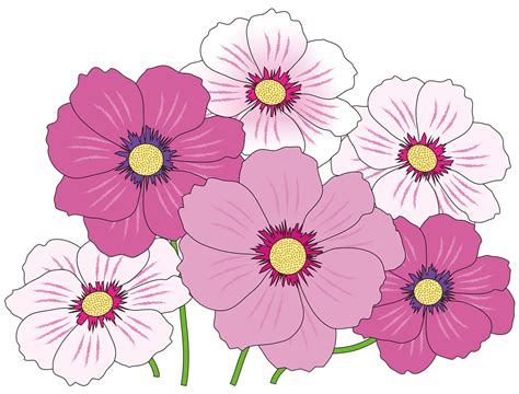 Free Image on Pixabay - Cosmos, Autumn, Flowers | Pink and white ...