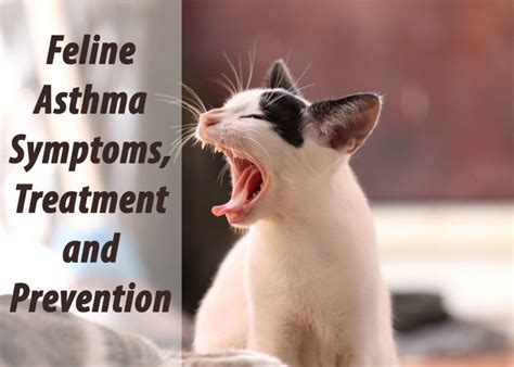 Feline Asthma Symptoms, Treatment & Prevention - Cat Mania