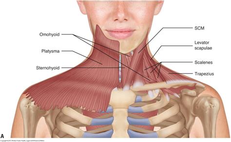 Neck muscles - anterior - Learn Muscles