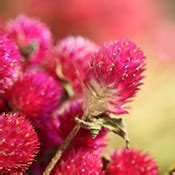Globe Amaranth – Hot Pink (Fuschia Pink) | LoveJoy Farms