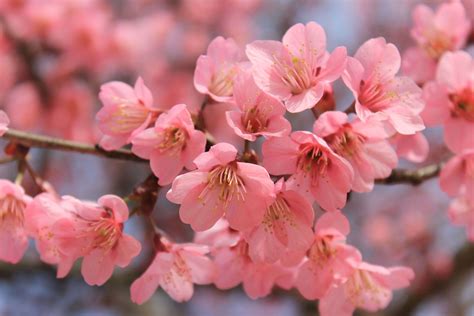 Cherry Blossom Tree Wallpaper
