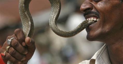 Snake Bites 70-Year-Old In Gujarat Who Bites It Back To Take Revenge, Both Die