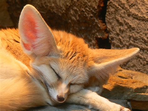 File:Fennec Fox (Vulpes zerda) -sleeping -Wilhelma Zoo-8.jpg - Wikipedia